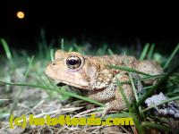 /home//u458753944/public_html/sourcegallery///////////////////////////////////////////Roxborough Toad Detour/2013-2019/2016/2016-03-31/P3310687.JPG